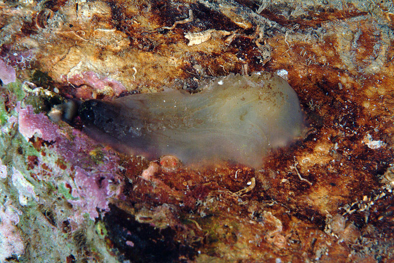 Phallusia fumigata